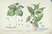 O VII/B -1: Vranovec, rulík. K. S. Amerling - Obrazy k názornému vyučování-Rostliny jedovaté, houby a rostliny pěstované-díl 2.tab.12. 60. léta 19. st.