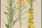 O VII/B -445/70: Divizna malokvětá, divizna velkokvětá, květel obecný. Atlas botanický-tabulka 71. 1. čtvrt. 20. st.