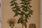 O VII/B -492: Blín. Pokorný:Obrazy rostlin č.13. Kol. r. 1900